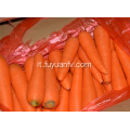 Carota xiamen fresca taglia L